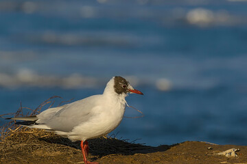 River gulls on the banks of the river on a sunny windy day.