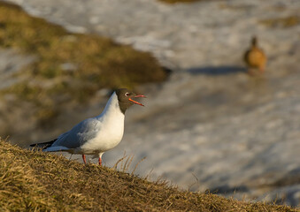 River gulls on the banks of the river on a sunny windy day.