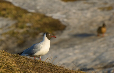 River gulls on the banks of the river on a sunny windy day.