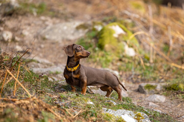 Miniature Dachshund in the Forest, Scotland