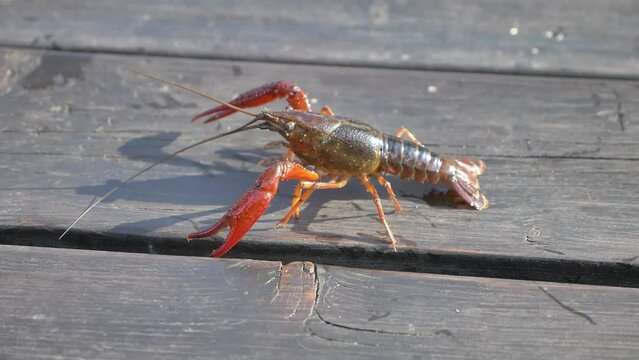 Crayfish crawling on a wooden table/Ecrevisse se baladant sur une table en bois