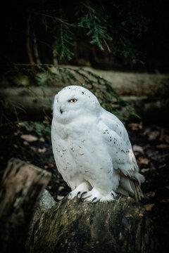 Schneeeule, Schnee-Eule, Vogel, Uhu, Eule, Eulenart