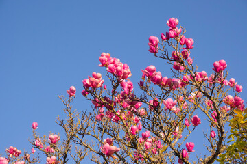 A spring tree blooming with pink flowers