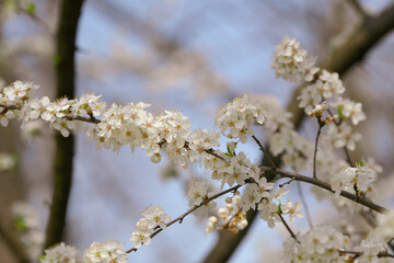 blooming tree