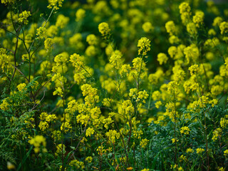 spring time in the nature