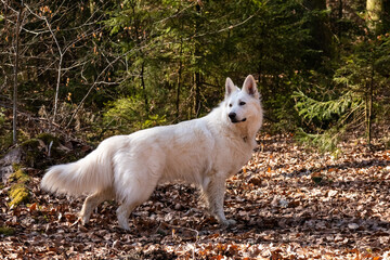 White Swiss Shepherd Dog outdoor portrait in forest.