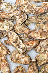 Oysters - 495895659