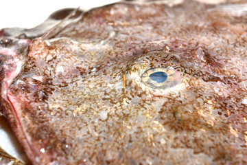 Monkfish eye