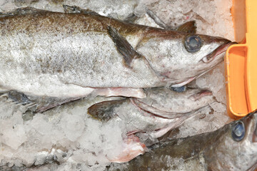 fish in market - 495895662