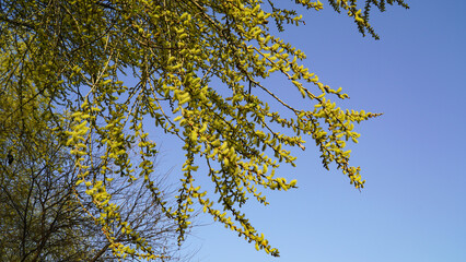 The light green waves of willows, the messenger of spring.