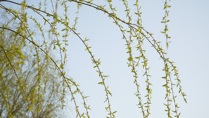 The light green waves of willows, the messenger of spring.