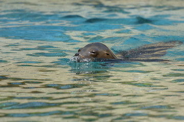 Naklejka premium Portrait of a sea lion swimming in the water