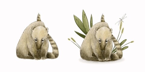 Illustration of sitting coati with and without leaves. Good for postcards, stickers, merch