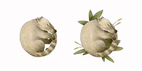 Illustration of sleeping coati (nasua) with and without leaves around. Good for postcards, stickers, merch