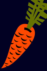 Orange large carrots with uncut green tops