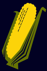 .Cob of yellow ripe corn in several green leaves