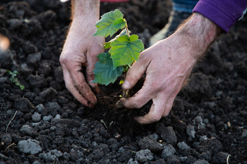 planting a tree in springtime new life concept