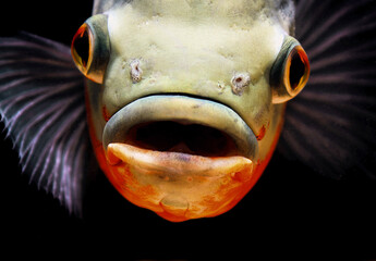 Astronotus Ocellatus 1