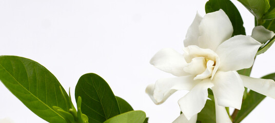 Cape jasmine or garden gardenia, gerdenia flower