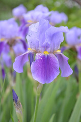Closeup of a purple Iris flower