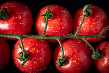 fresh tomatoes with drops of dew