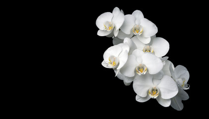 Naklejka na ściany i meble Close up shot of beautiful white orchid (Phalaenopsis) flower isolated on black background. 