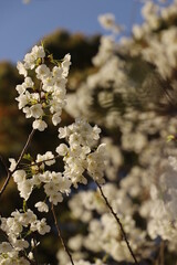 日本のサクラ！萩のみに現存する純白の桜