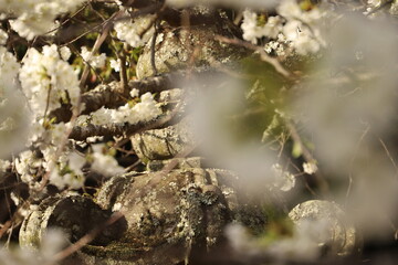 ミドリヨシノ　純白のサクラ緑吉野　日本の桜