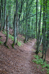 beech forest in summer