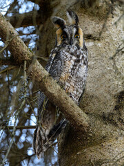 Long-eared owl sitting on pine tree branch in early spring