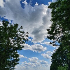 The clouds between the trees