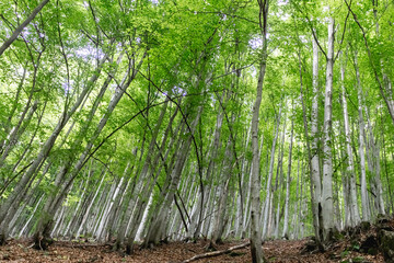 Obraz premium beech forest in summer