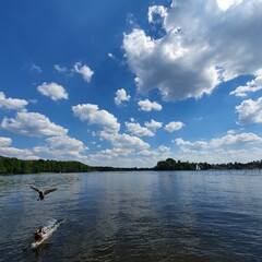 Landing Ducks in a Berlin lake