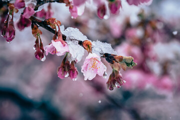 雪が降る中咲き始める河津桜