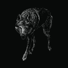 Fototapeta premium saarloos wolfdog illustration isolated on black background