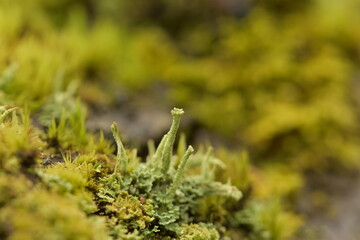 Amazing lichen growing in the New Forest