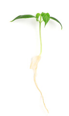 Fototapeta na wymiar A young sprout of pepper. A seedling of pepper with root isolated on a white background. Gardening
