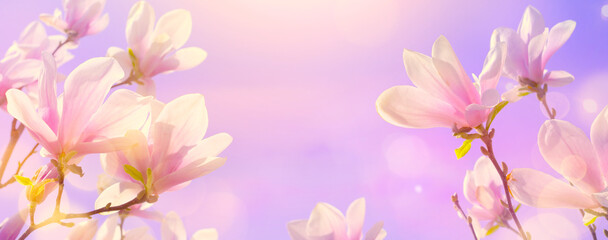 Obraz na płótnie Canvas Art nature spring abstract background. Flowering magnolia tree