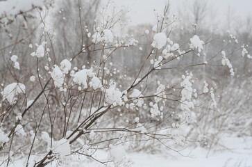 Winter landscape with snow covered trees