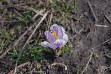 Wiosna w ogrodzie, kwitnące krokusy. - 495900628
