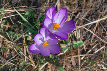 Wiosna w ogrodzie, kwitnące krokusy. - 495900631