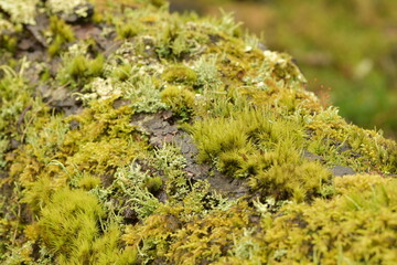 An amazing log covered in moss and lichen in the New Forest UK