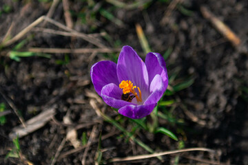 Wiosna w ogrodzie, kwiat krokusa ze zbierającą z niego nektar pszczołą. - 495900646