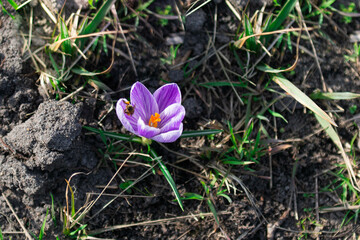 Wiosna w ogrodzie, kwiat krokusa ze zbierającą z niego nektar pszczołą. - 495900648