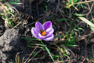 Wiosna w ogrodzie, kwiat krokusa ze zbierającą z niego nektar pszczołą. - 495900650