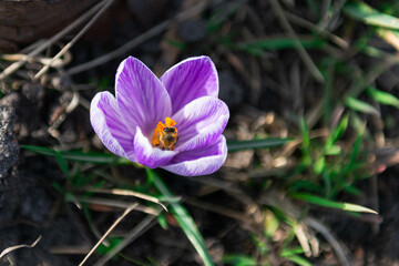 Wiosna w ogrodzie, kwiat krokusa ze zbierającą z niego nektar pszczołą. - 495900652