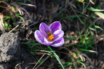 Wiosna w ogrodzie, kwiat krokusa ze zbierającą z niego nektar pszczołą.