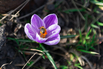 Wiosna w ogrodzie, kwiat krokusa ze zbierającą z niego nektar pszczołą. - 495900656