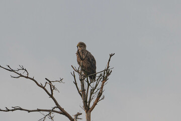 Fototapeta Orzeł siedzący na szczycie drzewa. obraz