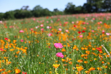 丘に咲くポピー